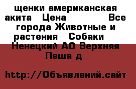 щенки американская акита › Цена ­ 30 000 - Все города Животные и растения » Собаки   . Ненецкий АО,Верхняя Пеша д.